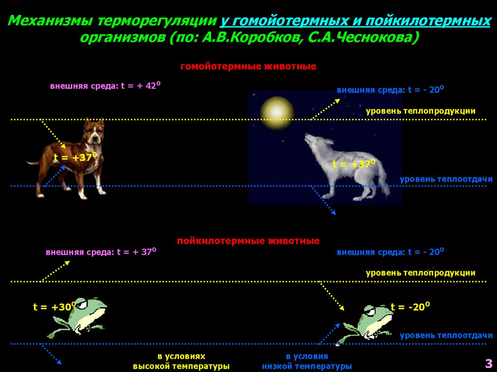 Схема механизма терморегуляции