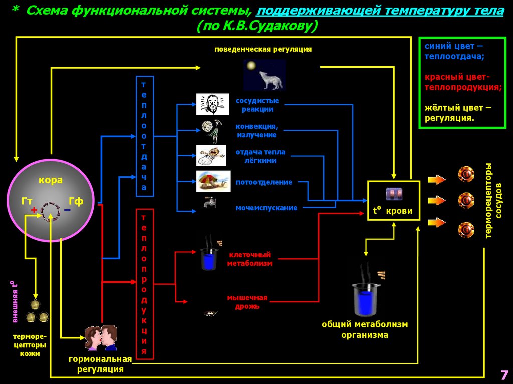 Схема функциональной системы терморегуляции