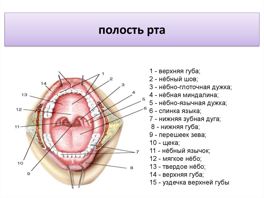 Полость губа. Строение ротовой полости анатомия латынь. Строение ротовой полости на латыни. Полость рта анатомия на латинском. Ротовая полость анатомия атлас.