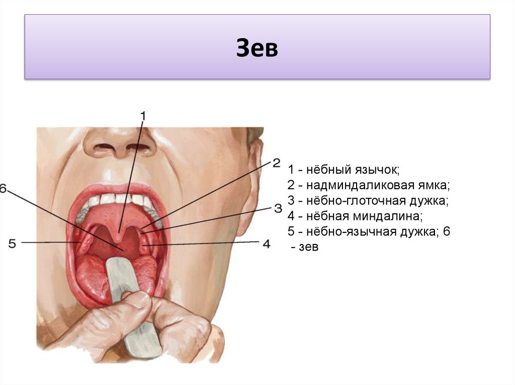 Границы полости рта. Перешеек зева строение гортани. Анатомия зева строение небных миндалин.