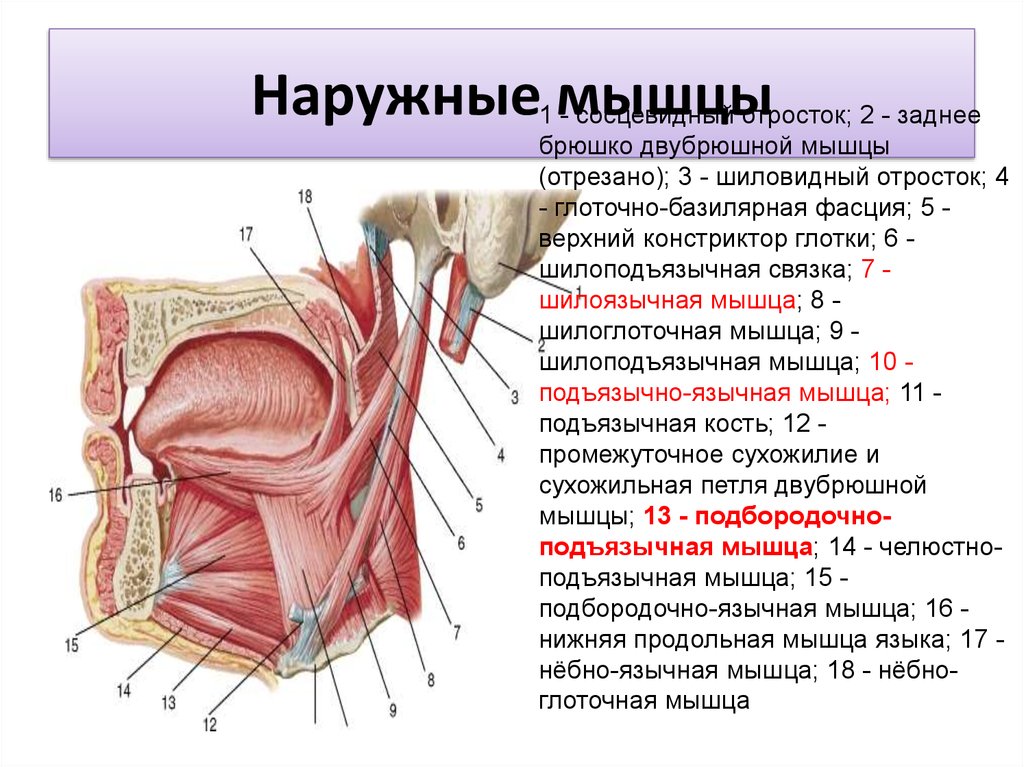 Наружные мышцы. Подбородочно язычная мышца анатомия.