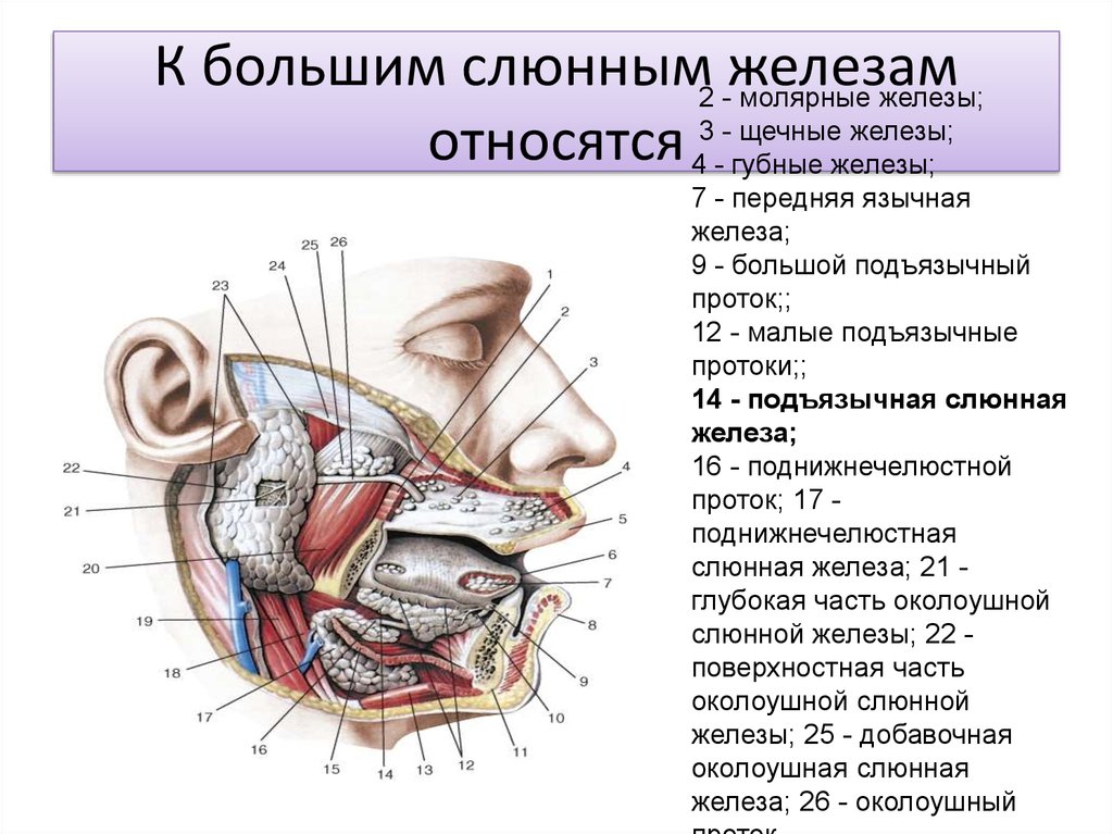 Строение околоушной железы. Крупные слюнные железы анатомия. Топография протоков слюнных желез. Подъязычная слюнная железа анатомия. Протоки слюнных желез анатомия.