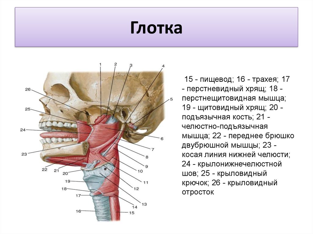 Глотка мышцы. Что спереди трахея или пищевод. Глотка гортань трахея пищевод. Строение пищевода и трахеи.