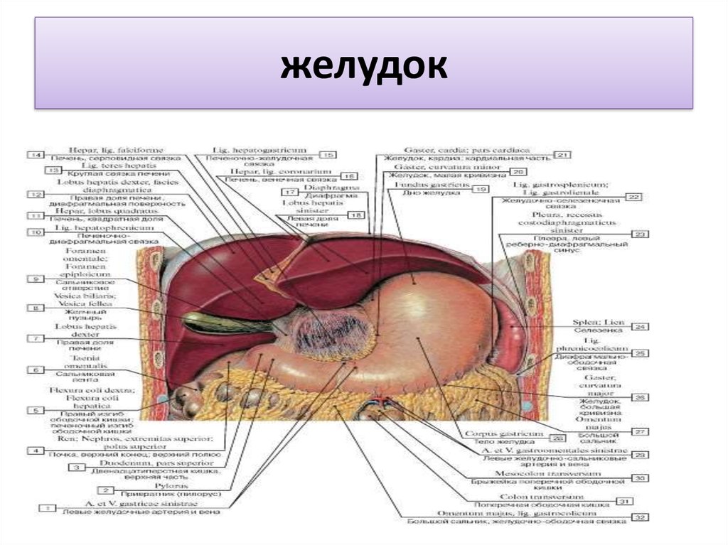 Анатомия жкт презентация