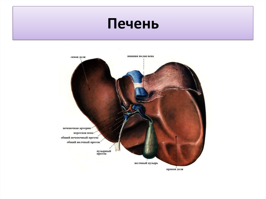 Печень анатомия. Строение печени ворота печени. Печень анатомия печеночная Вена. Топографическая анатомия ворот печени. Анатомические образования в воротах печени.