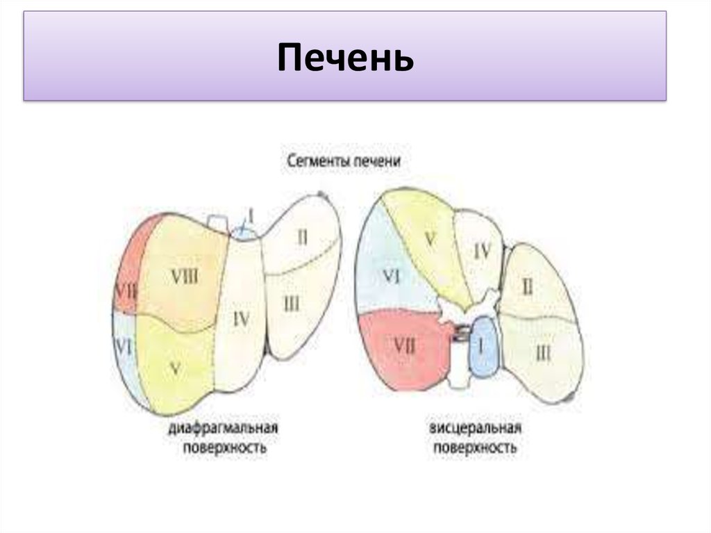 Куино сегменты