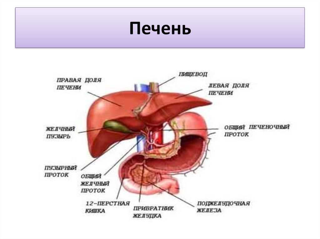 Расположение печени. Печень это орган пищеварительной системы. Строение и расположение печени. Печень и поджелудочная железа анатомия расположение. Строение органов печень.