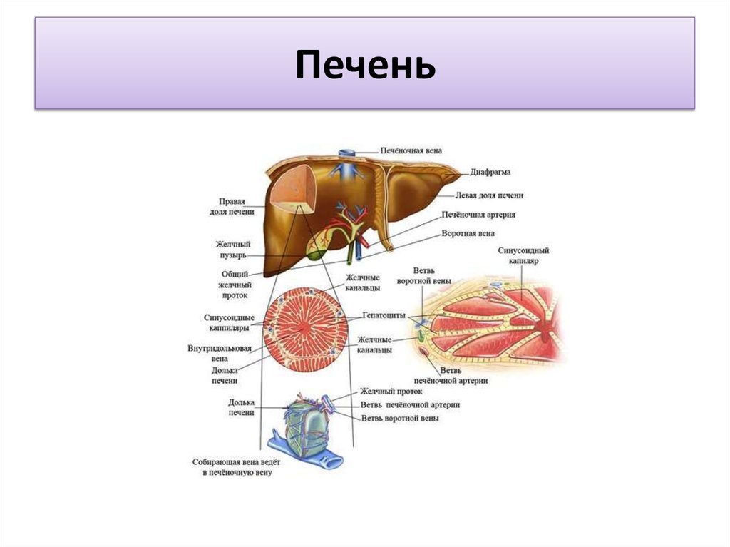 Печень анатомия презентация