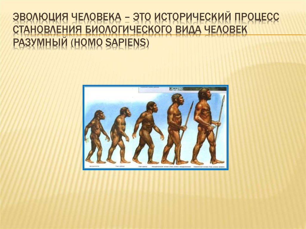 Этапы эволюции человека 9 класс пономарева. Эволюция человека. Этапы развития человека. Происхождение человека. Стадии развития человека.