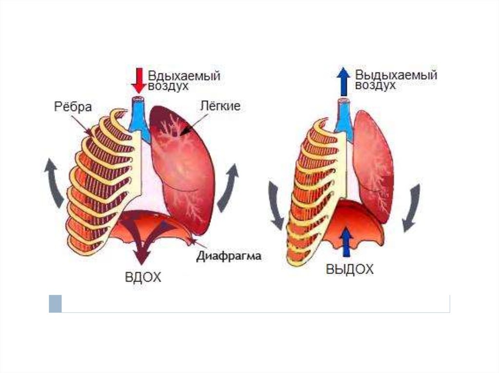 Три диафрагмы у человека. Механизм дыхательных движений вдоха и выдоха. Процесс дыхания вдох и выдох. Механизм вдоха и выдоха таблица. Дыхательные движения схема вдох выдох.