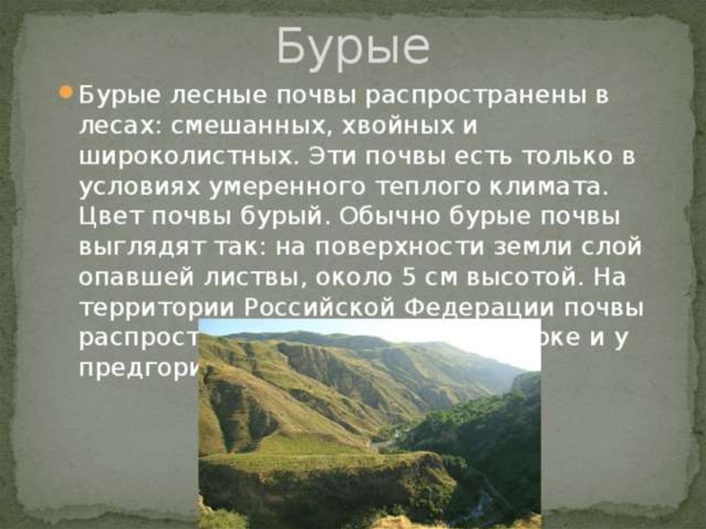 Бурые почвы. Бурые Лесные почвы описание. Бурые Лесные почвы характеристика. Бурые Горно-Лесные почвы. Бурные лесныепочвы характеристика.