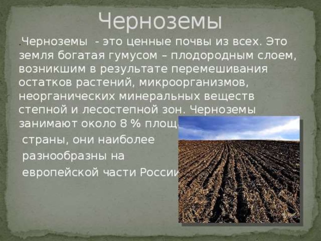 Какие области черноземные почвы россии. Сообщение о почве чернозём. Доклад про почву. Сообщение о черноземной почве. Проект на тему почва.