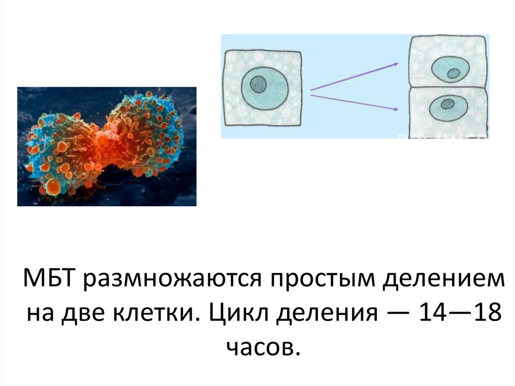 Размножение МБТ простым делением. Строение МБТ клетки. Двойная клетка. Скорость деления клетки