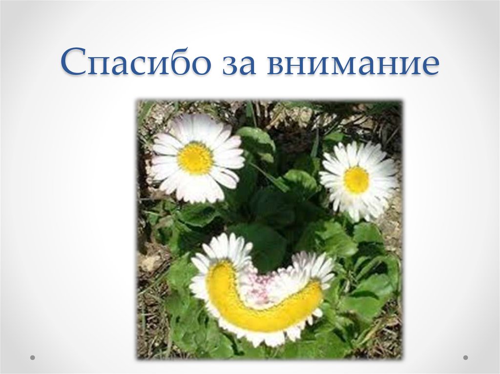 Спасибо за внимание