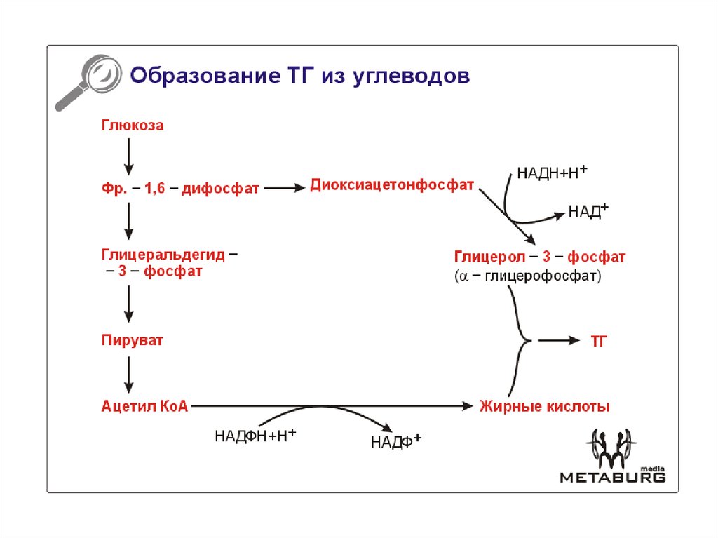 Ресинтез триацилглицеринов в кишечной стенке и синтез их в тканях физиологическое значение