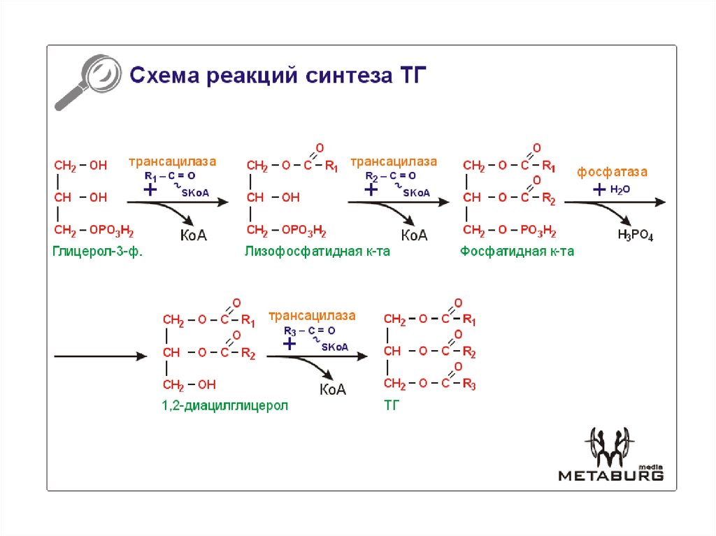 Реакция синтеза пример. Синтез триацилглицеридов таг. Схема синтеза триацилглицеролов. Метаболизм триацилглицеролов. Метаболизм триацилглицеролов биохимия.