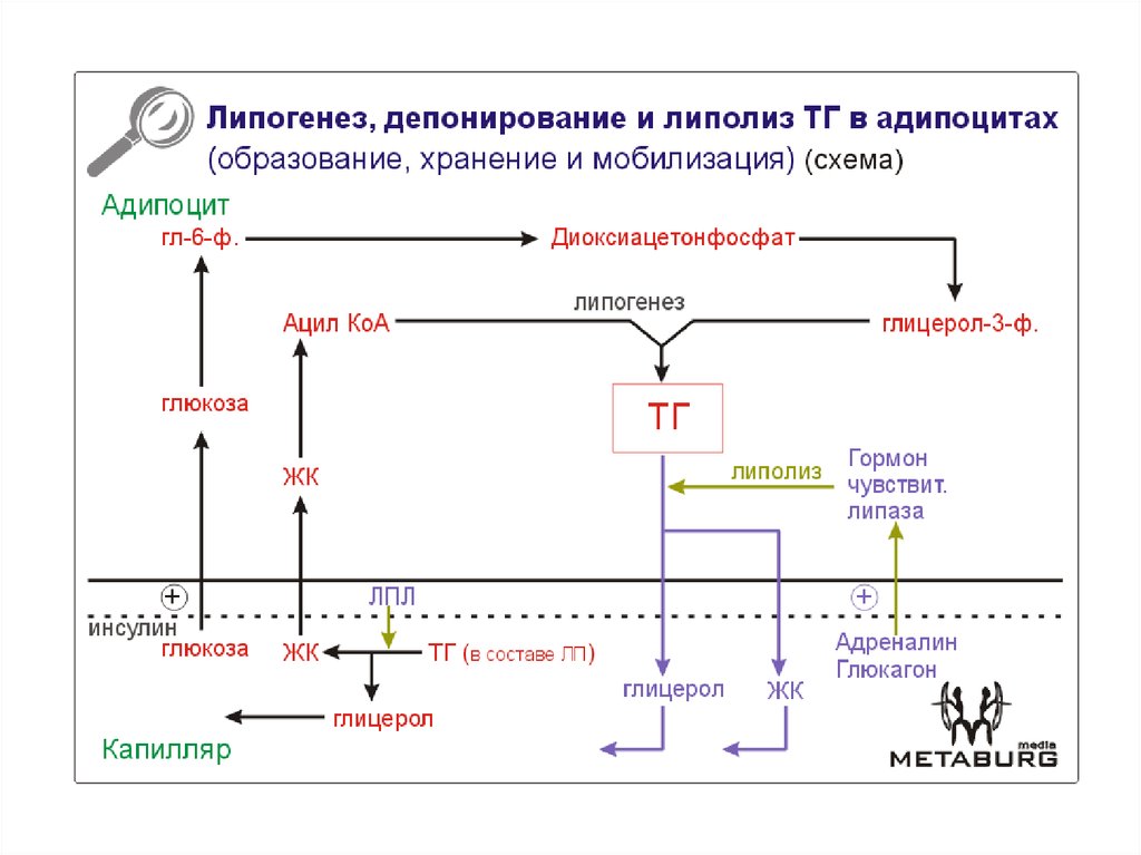 Липолиз биохимия схема