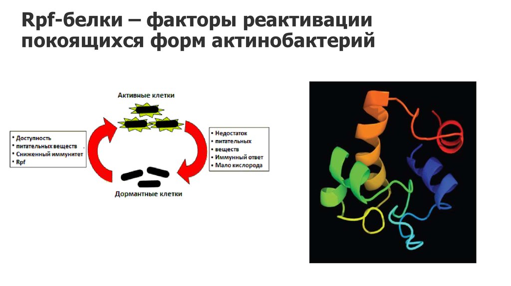 Факторы белков. Белковые факторы. Белки транс-факторы. Реактивация ферментов. Дормантные клетки.