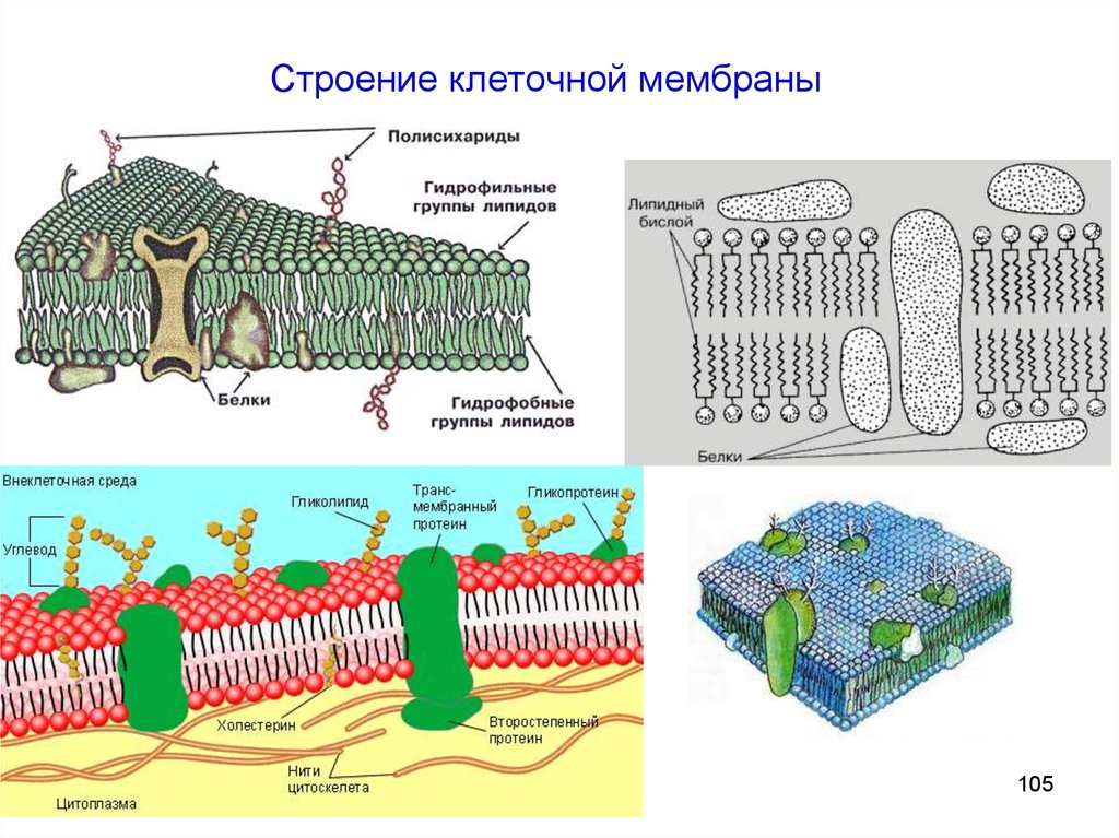 Мембрана состоит из. Клеточная оболочка мембрана строение. Строение наружной клеточной мембраны. Структура клетки плазматическая мембрана. Схема взаимосвязи компонентов мембраны клетки.