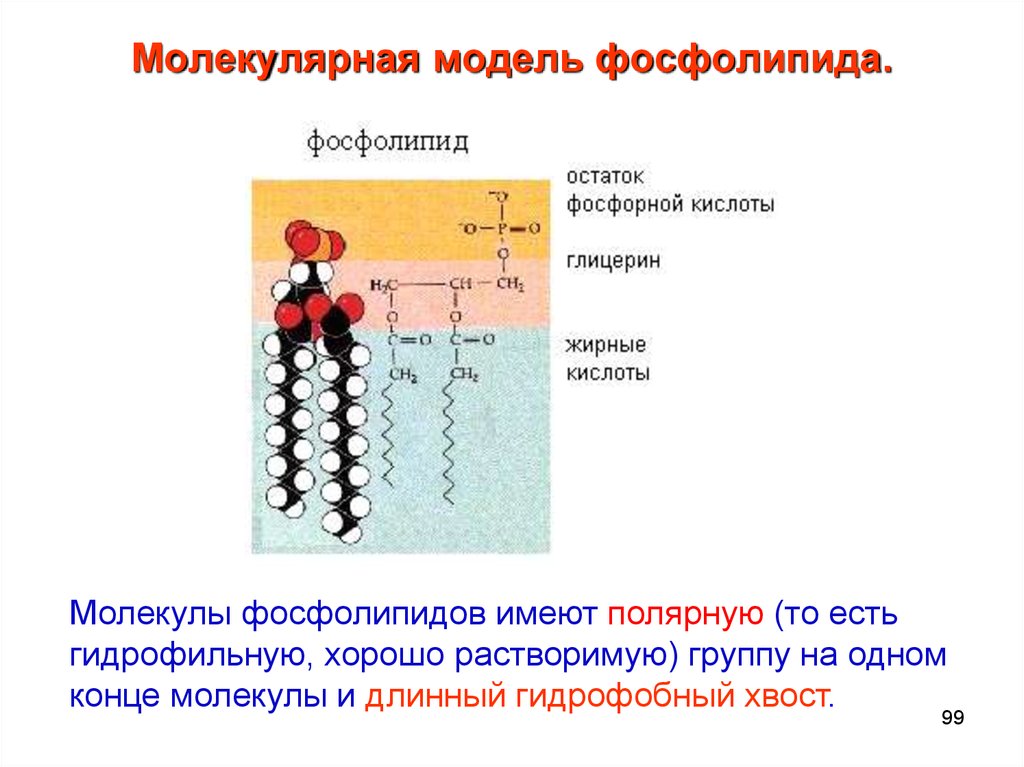 Строение фосфолипида. Строение фосфолипидов в мембране. Фосфолипид строение молекулы. Фосфолипиды строение молекулы. Фосфолипиды формула биохимия.