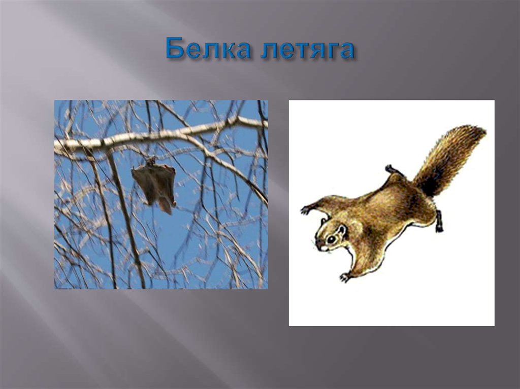 Белка летяга