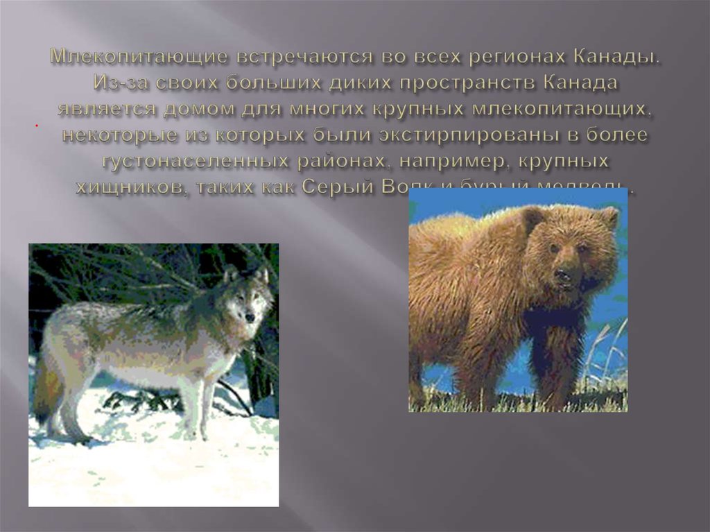 Млекопитающие встречаются во всех регионах Канады. Из-за своих больших диких пространств Канада является домом для многих