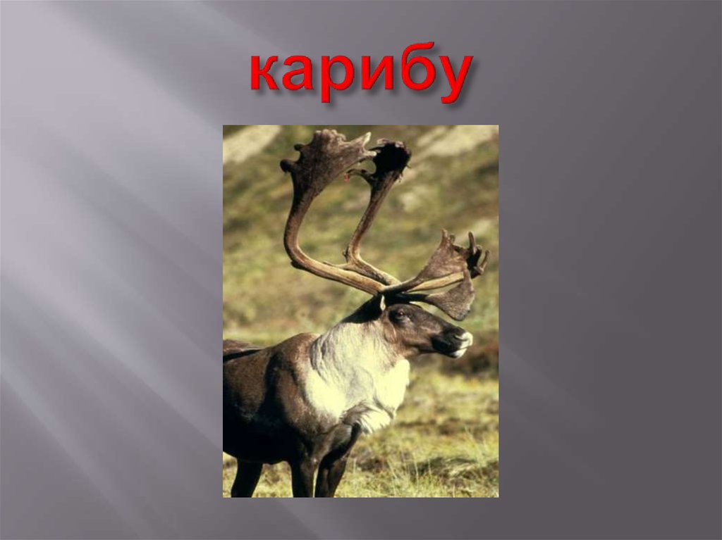 карибу