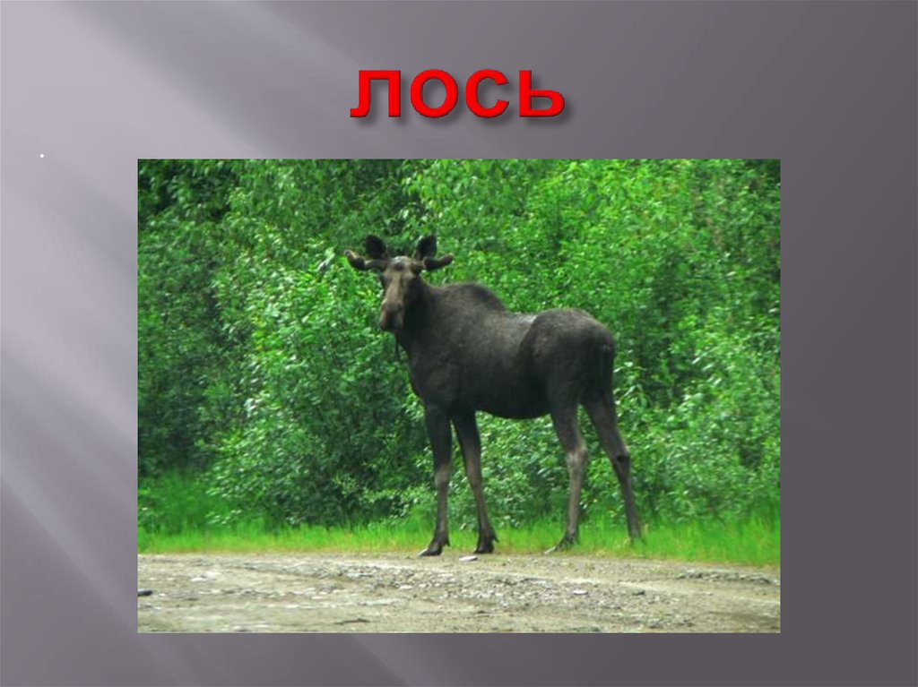 лось