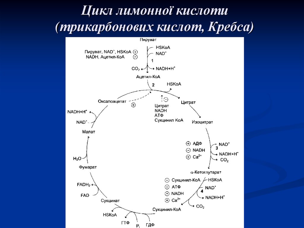 Цикл лимонної кислоти (трикарбонових кислот, Кребса)