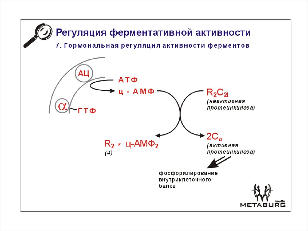 Типы ингибирования и их характерные черты - презентация онлайн