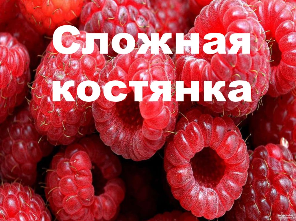 Сложная костянка