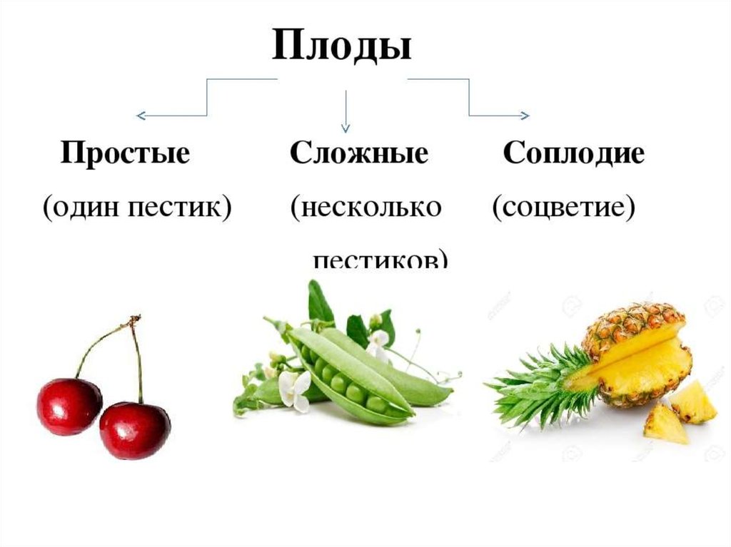 Основные группы плодов. Классификация плодов соплодие. Простые плоды. Простой или сложный плод. Сложные плоды.
