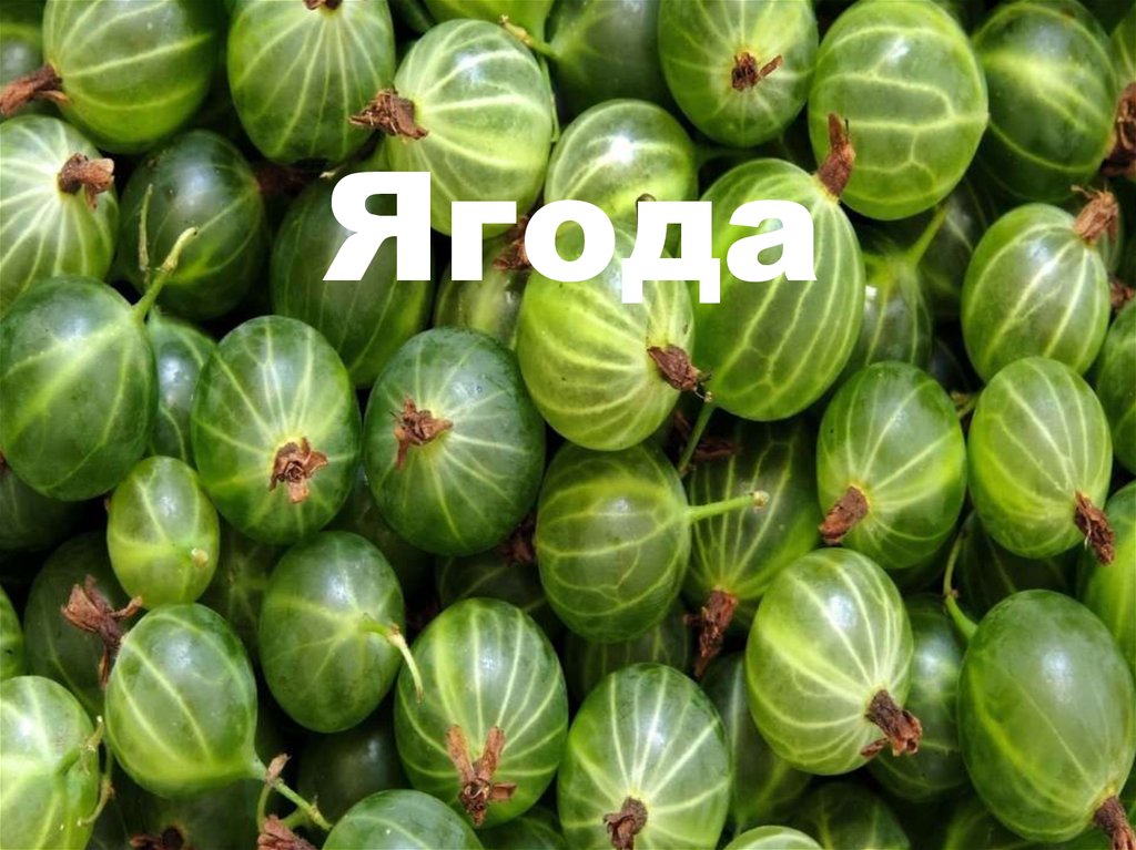 Плоды. Строение плода - online presentation