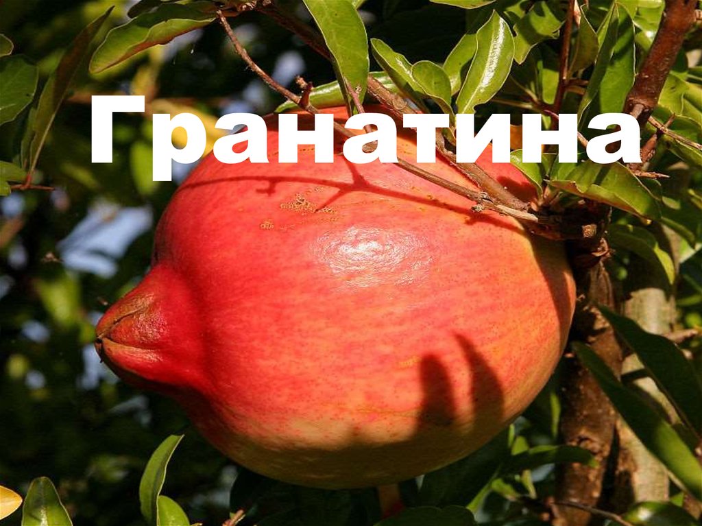 Гранатина