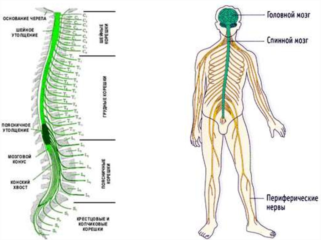 Травма периферической нервной системы