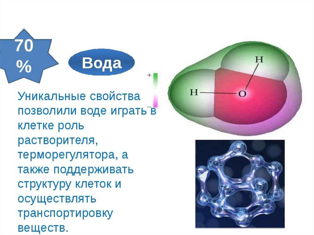 Роль воды в жизнедеятельности клетки. Структура молекулы воды. Химический состав и строение воды.. Неорганические вещества клетки вода.