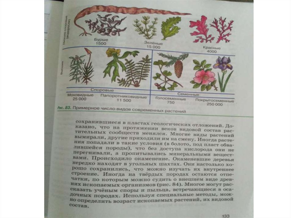 Презентация по биологии 6 класс историческое развитие растительного мира пономарева