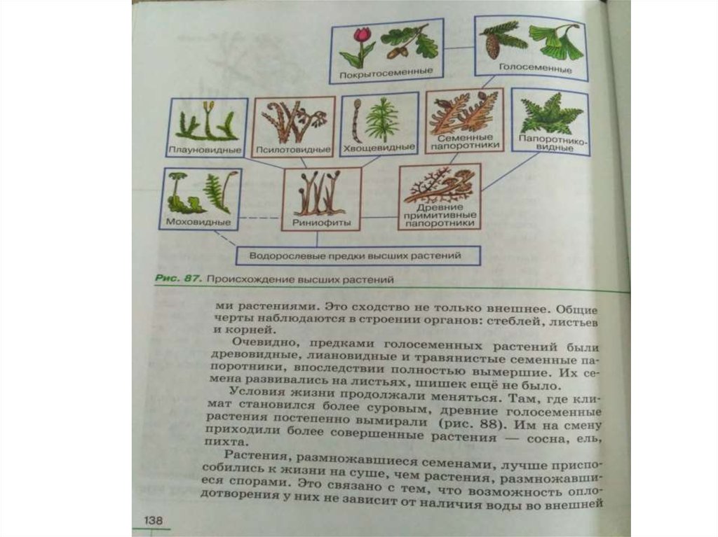 Схема исторического развития растений