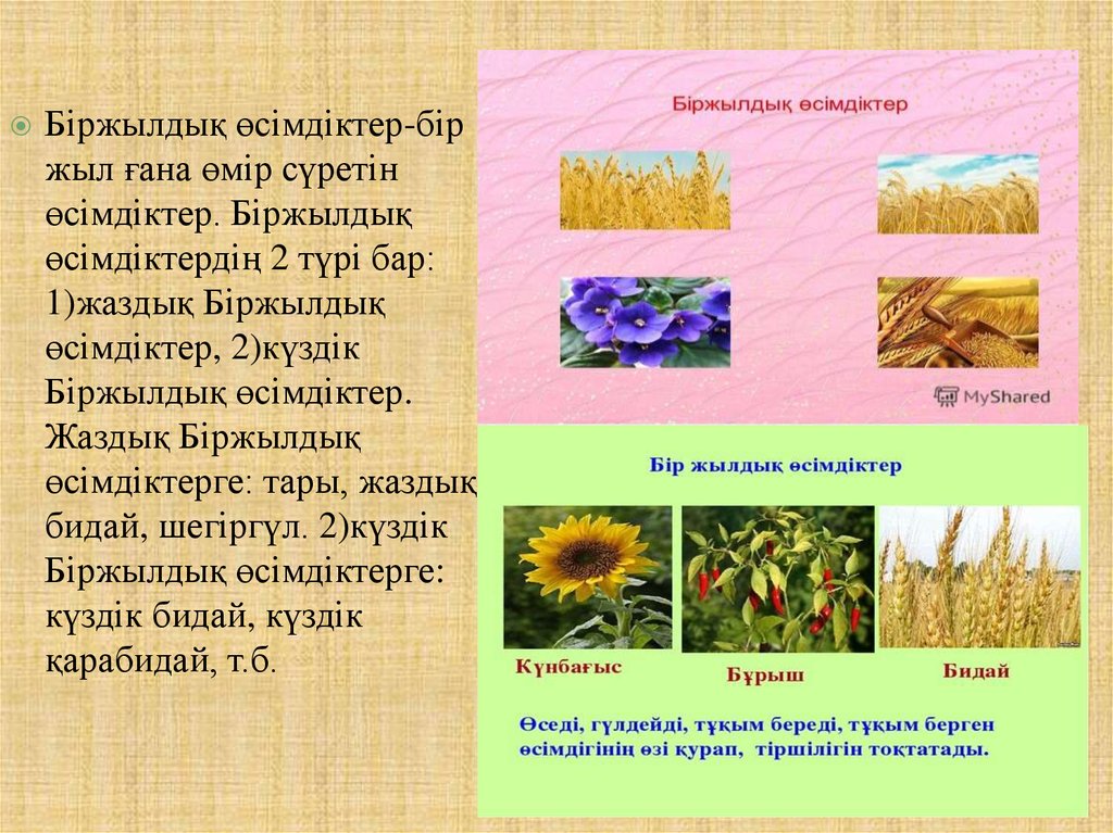 Өсімдік шаруашылығының негізгі бағыттары 5 сынып. Жоғары сатылы өсімдіктер презентация биология.