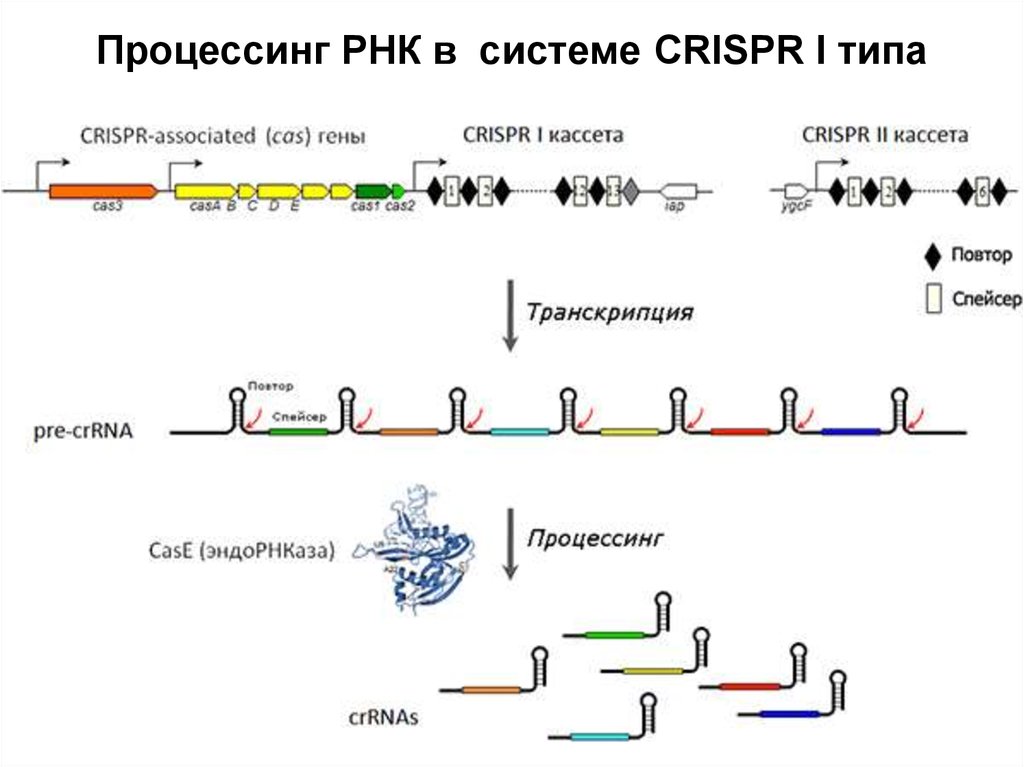 Транскрипция генома. CRISPR CAS система Тип 1. CRISPR CAS система Тип II. Процессинг РНК. Схема процессинга РНК.