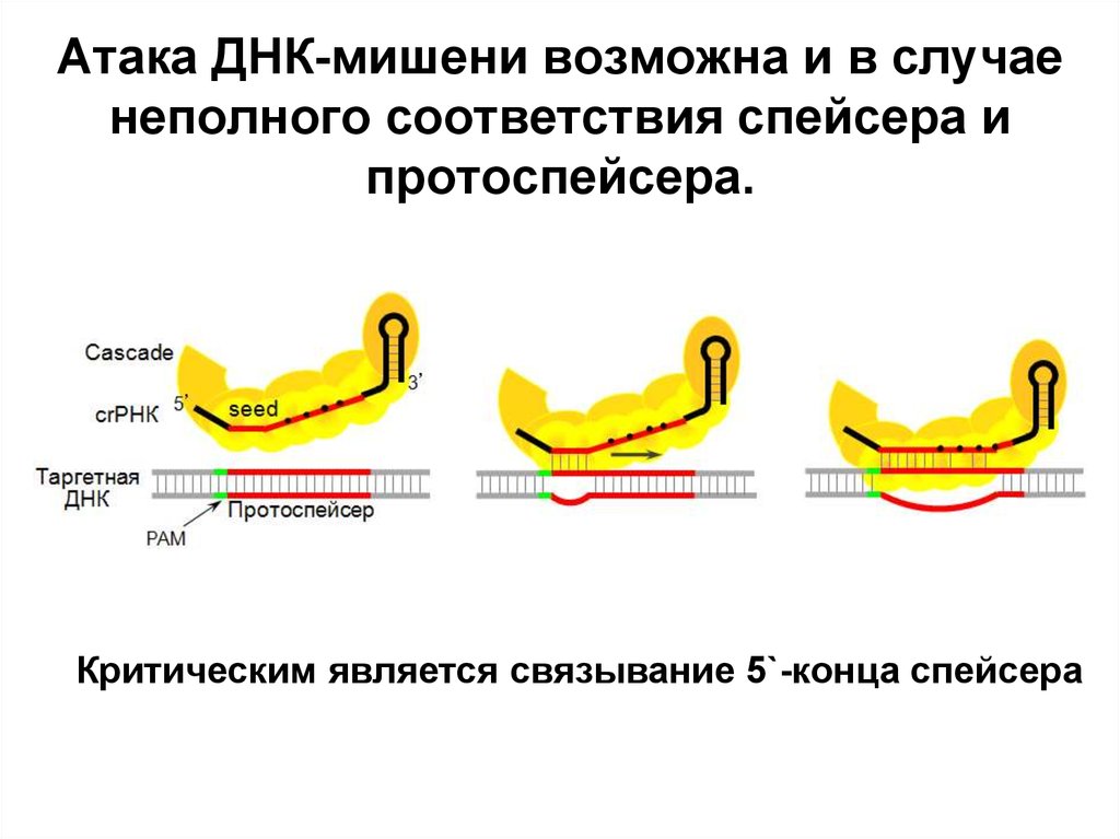 В случае неполного. Спейсер ген. Спейсеры в ДНК. Спейсеры это в биологии. Спейсеры генетика.