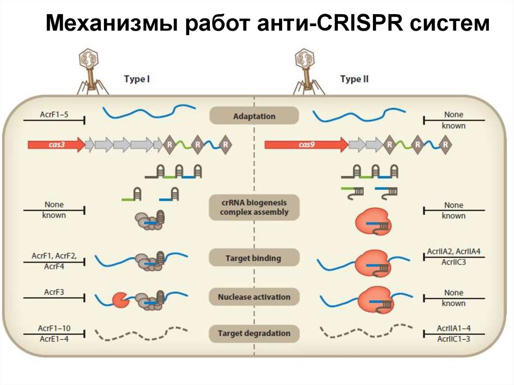 Обмен веществ у прокариот. Строение CRISPR системы. Анти-CRISPR. Упрощенная схема строения CRISPR. Криспер КАС механизм.