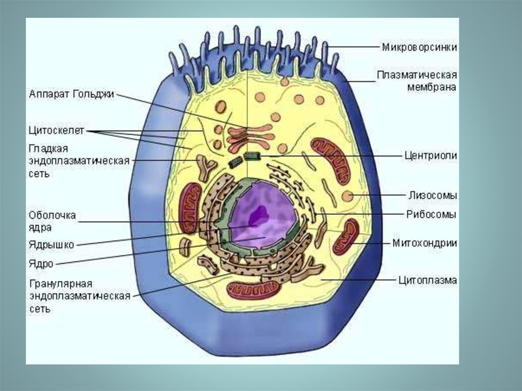 Живые обои клетки крови