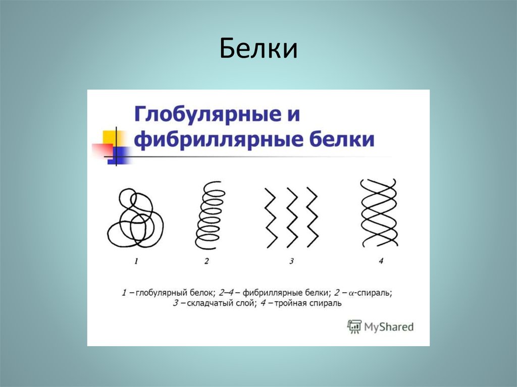 Фибриллярные белки. Белок спираль значок. Левая и правая спираль белков. Полиморфизм спирали белка. Супер спиральный белок.