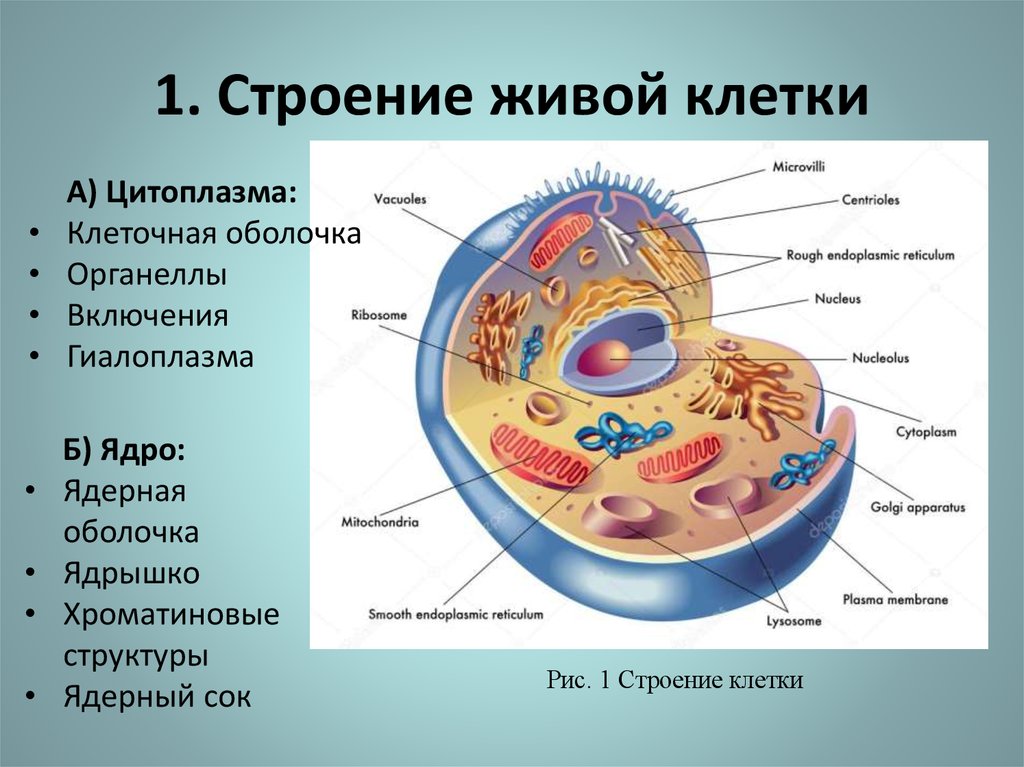 Что такое клеточное строение в биологии. Клетка из чего состоит биология. Строение клетки ядро цитоплазма. Структура клетки из чего состоит. Строение клетки ядро цитоплазма мембрана.