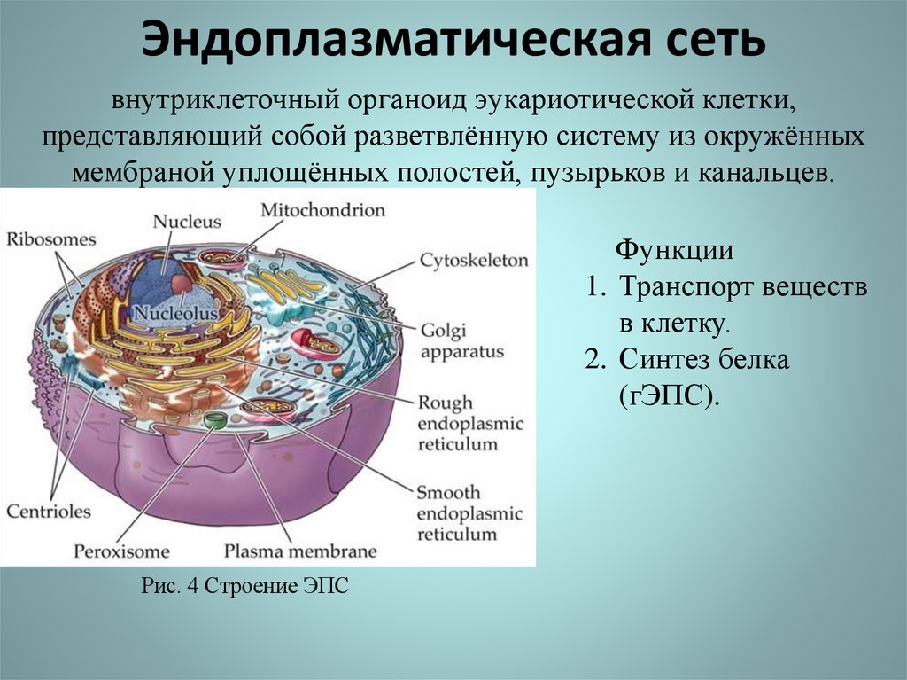 Органоиды принимают участие в делении клетки. Эндоплазматическая сеть органоид строение =рисунок. Гладкая эндоплазматическая сеть органоид. Структуры эукариотической клетки органеллы.