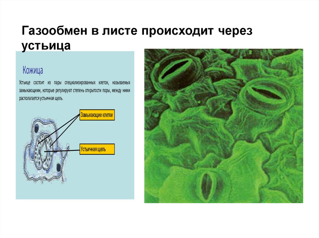 Какой цифрой на рисунке обозначена часть листа через которую внутрь листа проникают пары воды