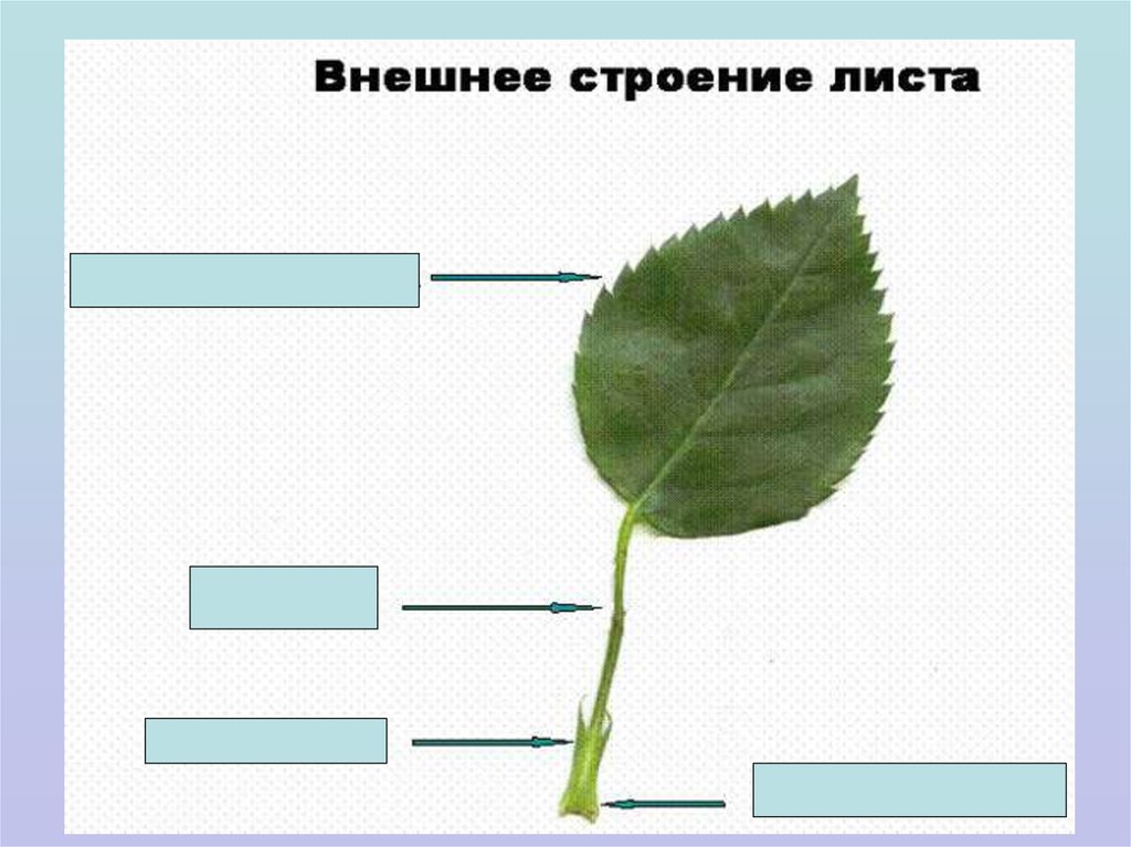 Урок биологии внешнее и внутреннее строение листа. Внешнее строение листа. Внешнее строение листьев. Внешнее строение листа биология. Внешнее и внутреннее строение листа.
