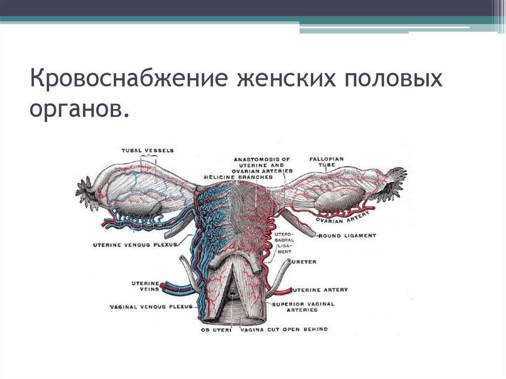 Строение женских органов фото