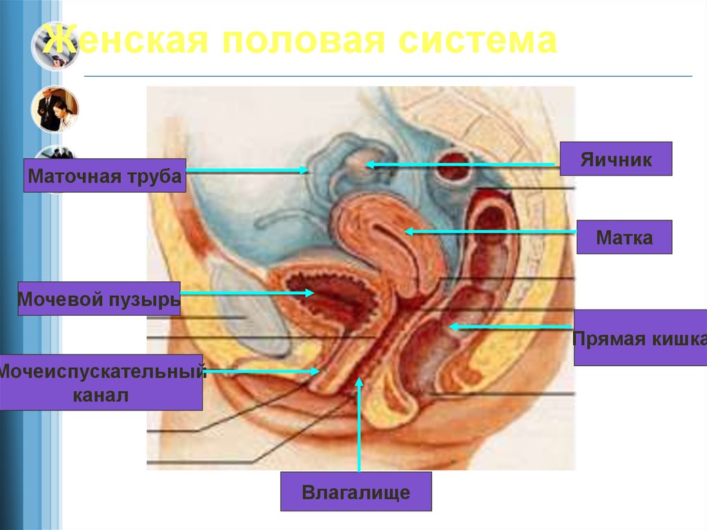 Женская половая труба. Женская половая система и мочеиспускательный канал. Строение женской половой системы. Анатомия половой системы женщины. Строение женских.половых органов.